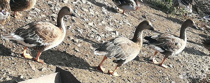 Подсадные утки, дикие гуси