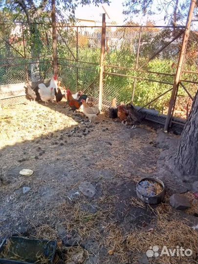 Курица домашняя