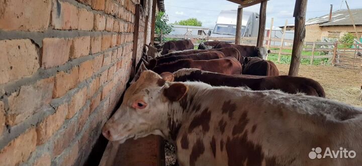 Казвхские белоголовые