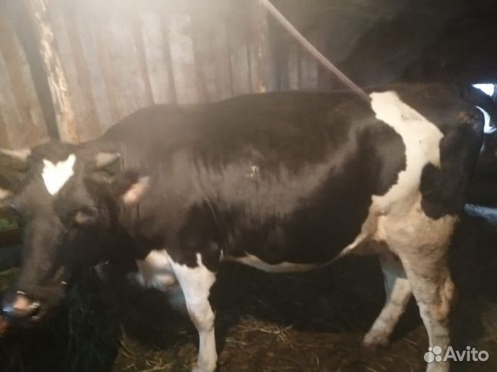 Коровы и телки стельные