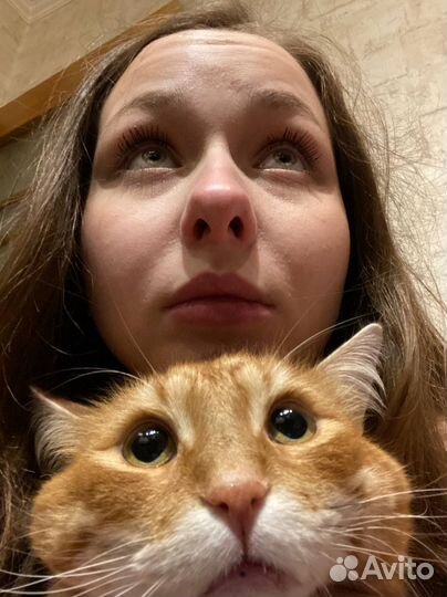 Выгул/няня для собак и кошек