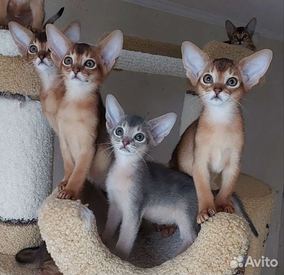 Абиссинские котята