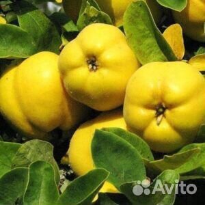 Саженцы айвы