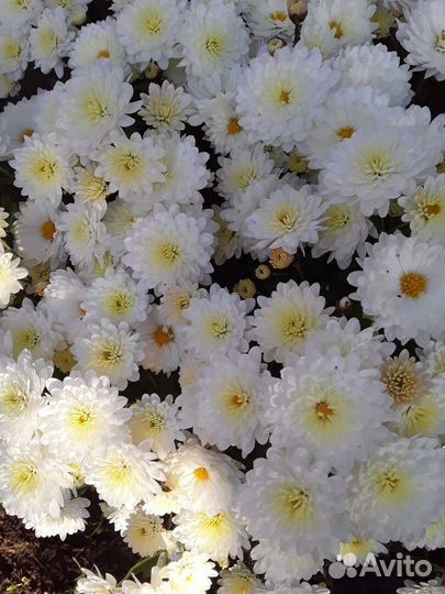 Хризантемы мультифлора, гортензии