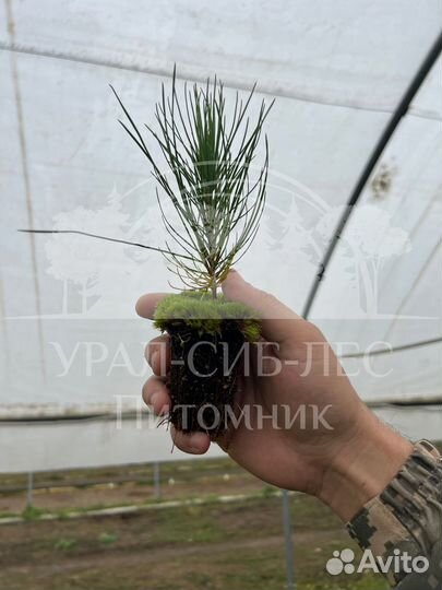 Горная сосна Мугус зкс сеянцы