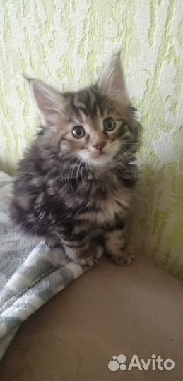 Котята мейн-кун