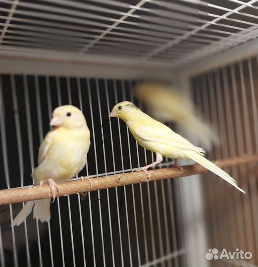 Канарейки овсяночного напева