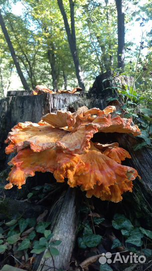 Гид экскурсовод