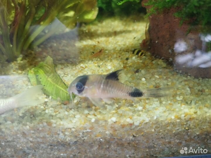 Растения, креветки, рыбки