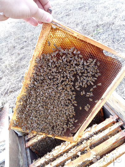 Пчелосемьи с ульями