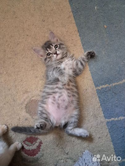 Передержка вашей киски/кисок