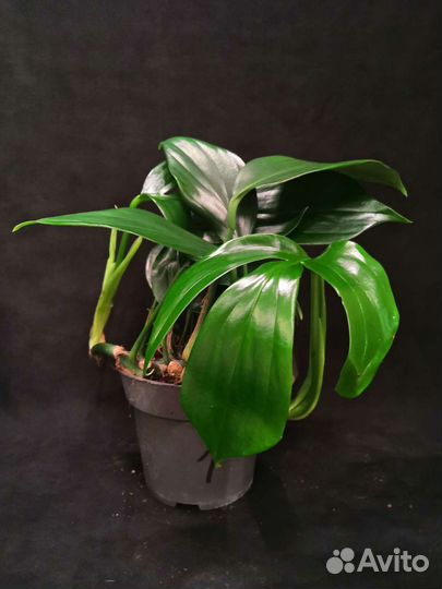 Филодендрон драгон тейл 14/35-40