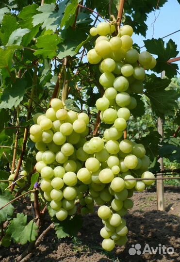 Саженцы винограда