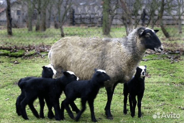Племенные ярки,бараны Романовской породы