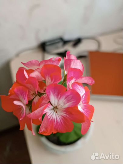 Герань пеларгония цветущее растение