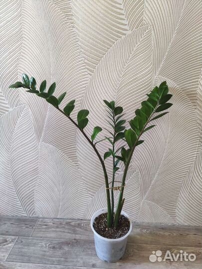 Замиокулькас