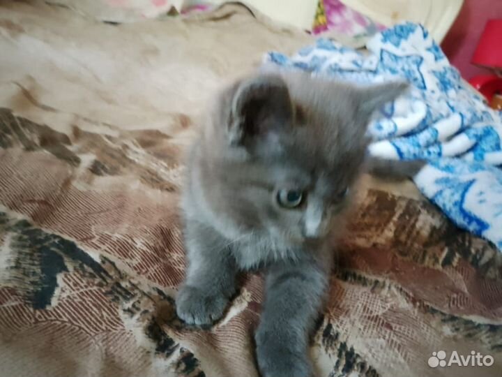 Помесь с британцем