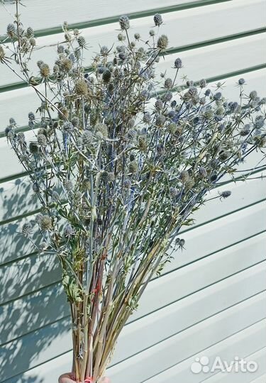 Синеголовник сухоцвет