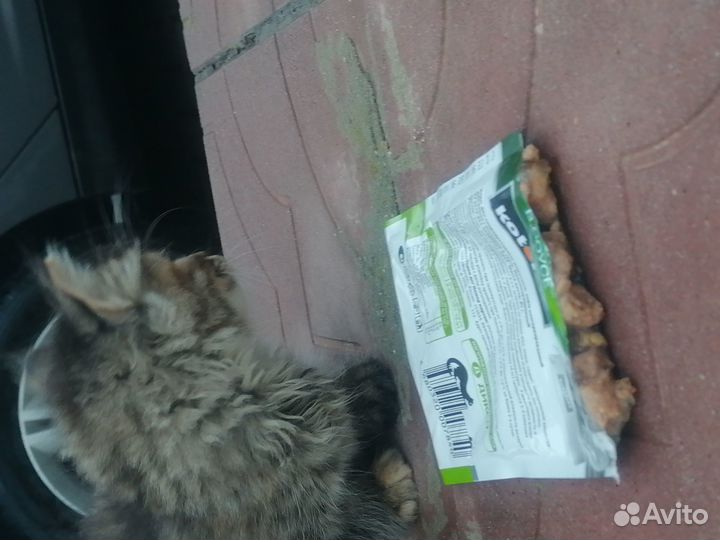Котик хорошенький