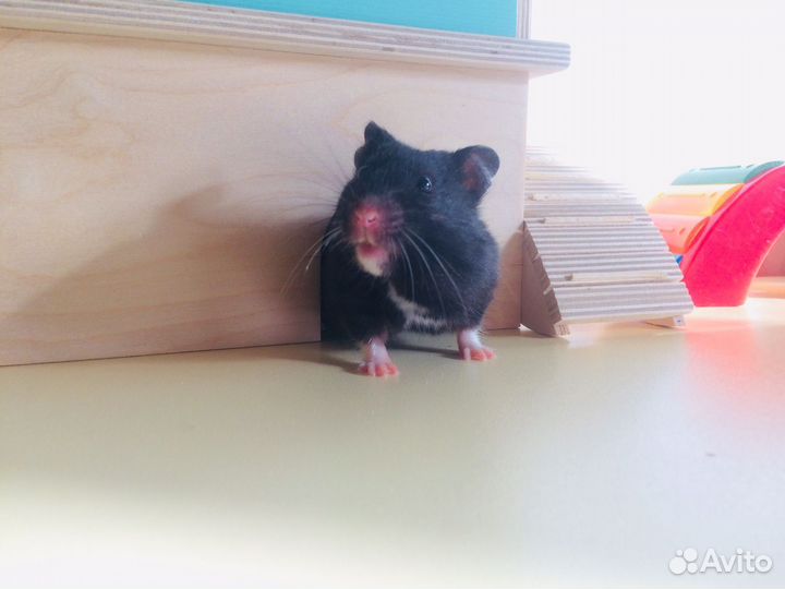 Сирийский хомяк