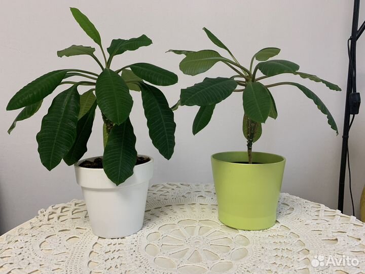 Молочай беложильчатый