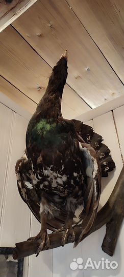 Чучело глухаря крупное