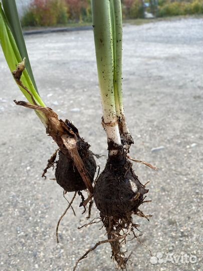 Эухарис- Амазонская Лилия