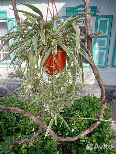 Хлорофитум