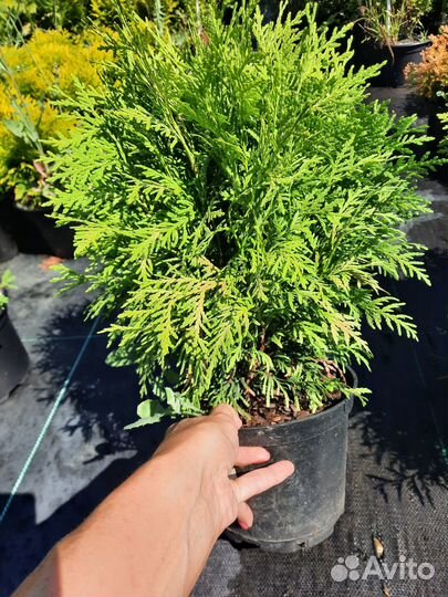 Кипарисовик Лавс Ивонне. КИП. Лейланда Пирамидалис