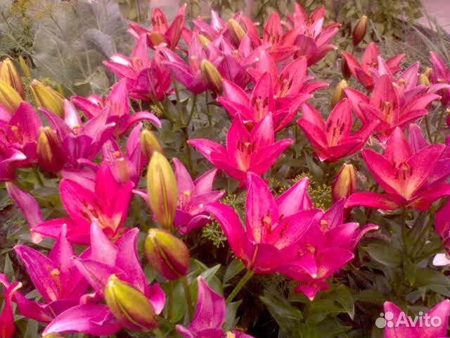 Луковицы лилий цветущие