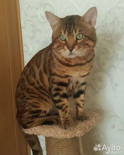 Бенгальский кот вязка