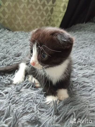Кошечка в добрые руки