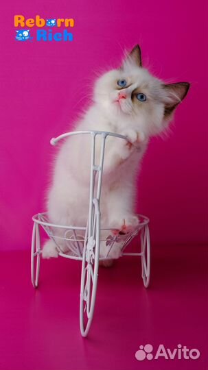 Рэгдолл (ragdoll) девочка от питомника