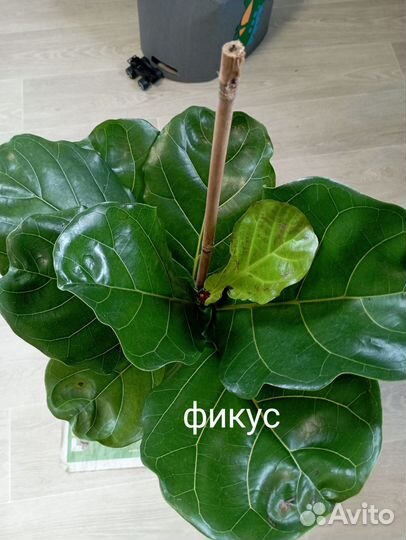 Фикус лирато бамбино