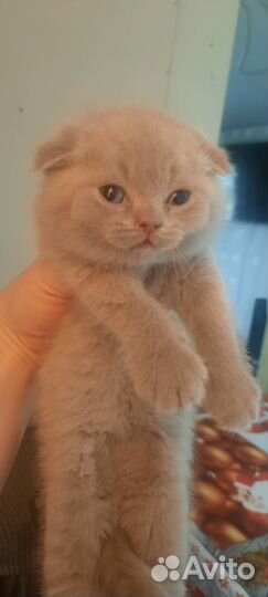 Продам шотландских котят