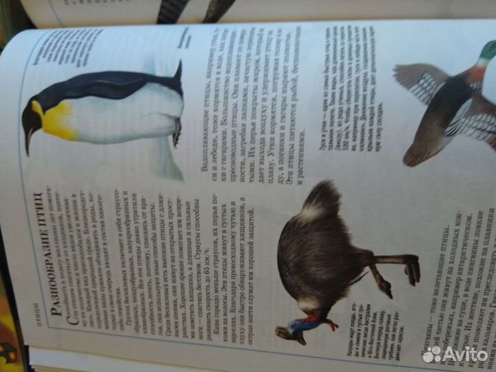 Детские книги большого формата