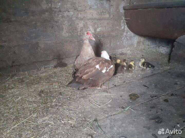 Мускусные утята