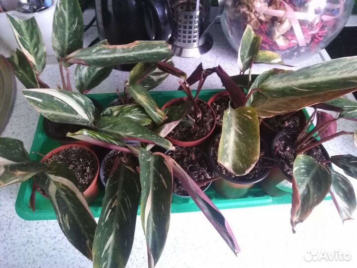 Строманта меджик стар