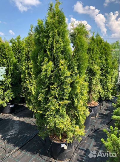 Туя 120см