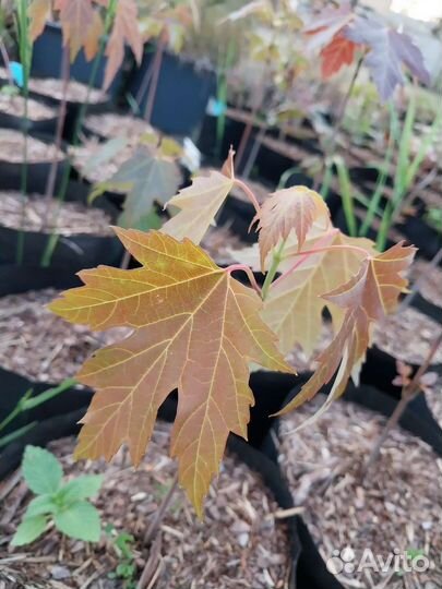 Клен канадский / сахарный