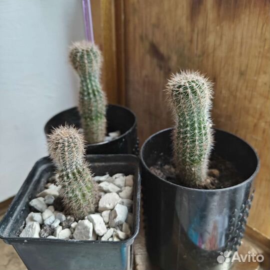 Кактус h6cm d2cm