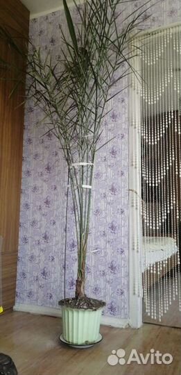 Пальма Финиковая