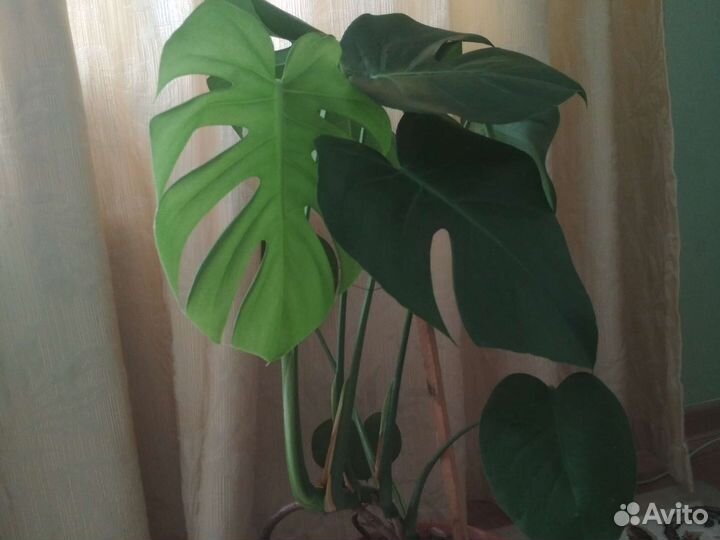 Монстера крупнолистовая
