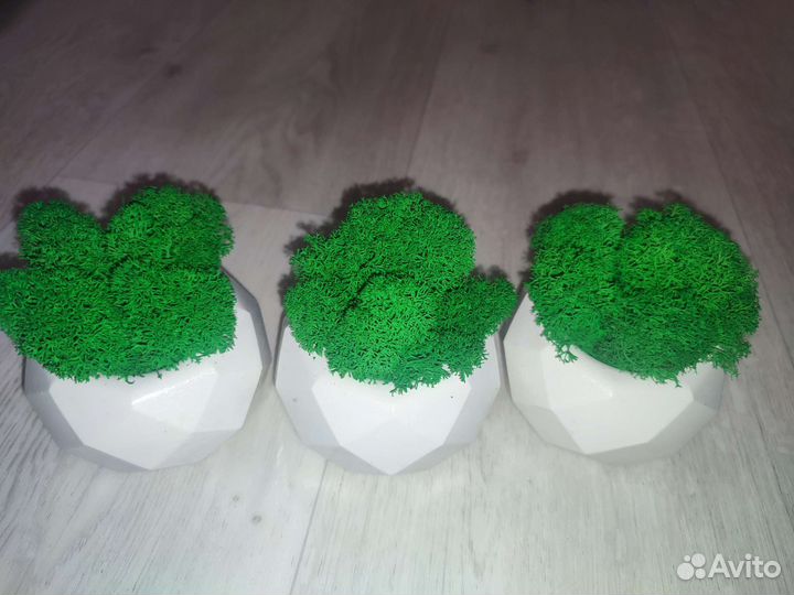 Декоративное кашпо со мхом