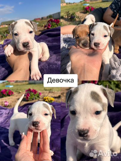 Щенки питбуля