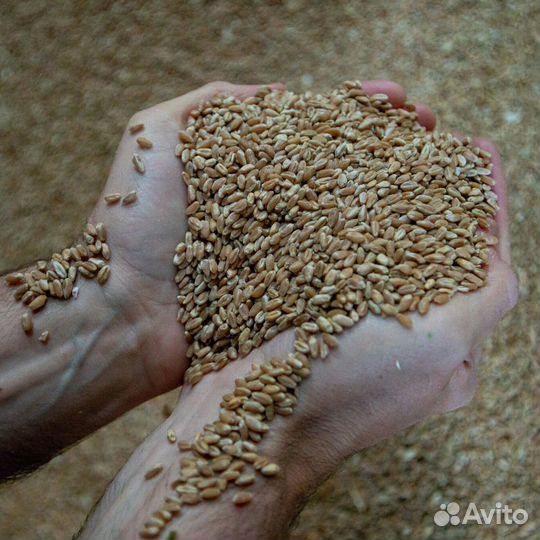 Зерно, овес, ячмень,пшеница.Корма для с\х животных