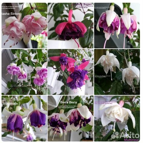 Фуксии сортовые, большой выбор сортов