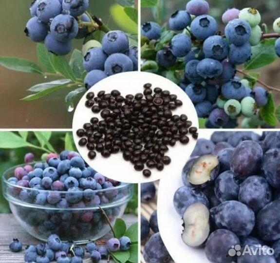 Черника Черный глаз семена
