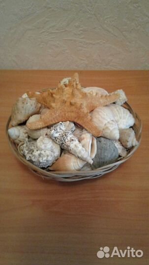 Морские Сувенирные статуэтки Ракушки