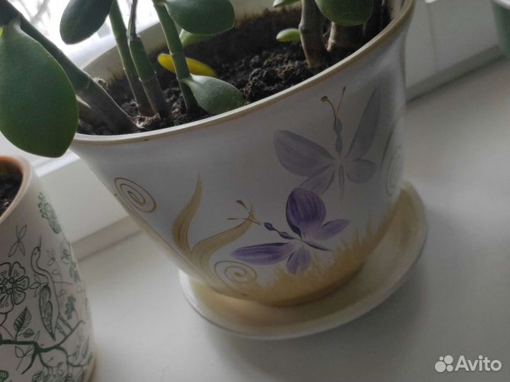 Крассула овата, толстянка